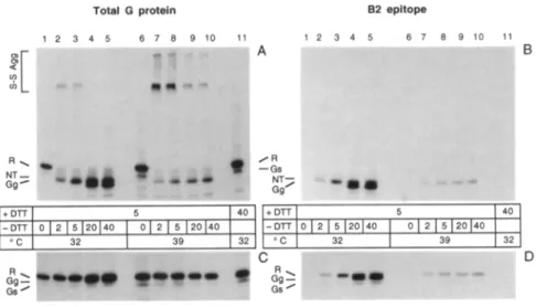 Figure 5. Effect of DTT on ts045 G protein. 