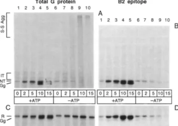 Figure  6.  ATP dependence of folding of VSV G protein.  CHO15B  cells infected with VSV were pulse labeled for 1 rain at 37~  and  chased in medium with glucose (+ATP, lanes 1-5) or glucose-free  medium containing 20 mM 2-deoxy-D-glucose and 10 mM sodium 