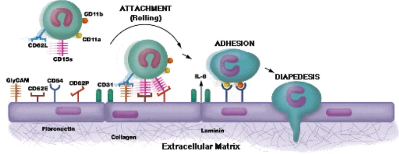 Figure 2. Monocyte arrest on the endothelium. Role of adhesion molecules. 
