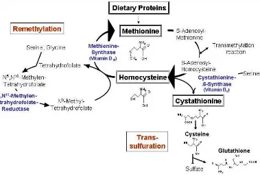 Figure 3. Scheme of homocysteine metabolism. 