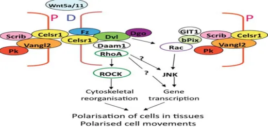 Figure 1.2:  PCP Complex.  Planar cell polarity is established by the accumulation of  core proteins in the proximal and distal regions of plasma membrane