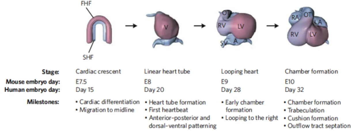 Figure 1.3.1: Early steps in heart development.  Diagrams of heart development are  shown in ventral views