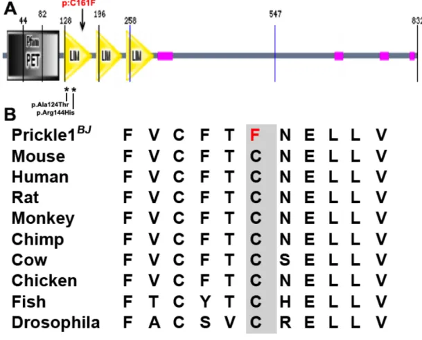 Figure 2.2 Pk1 C161F  mutation recovered from the Bj mutant mouse.  