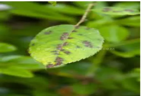 Figure - Segmentation of image 