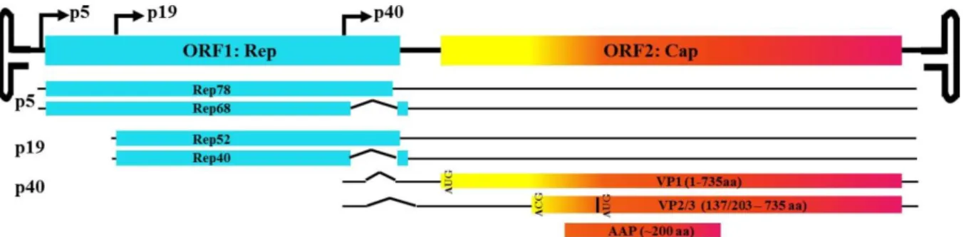 Figure  I-1.  AAV  genome.  Two  open  reading  frames  (ORFs)  code  proteins  essential  for  virion  replication  and  capsid  composition