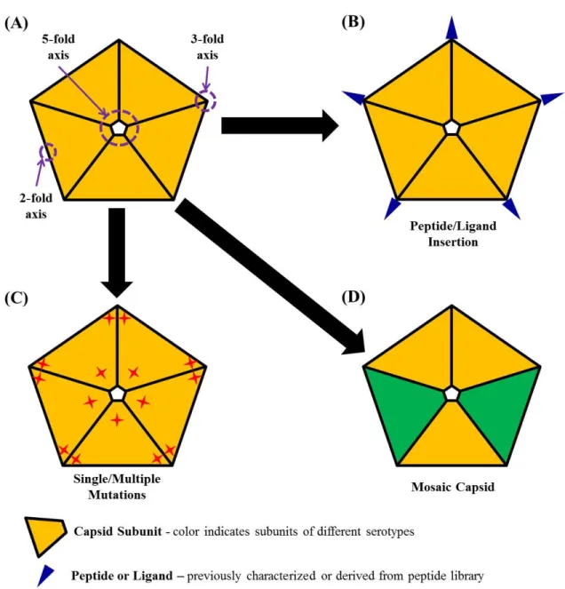 Figure I-3. Illustration for capsid rational design. (A) A pentamer of AAV capsid subunit