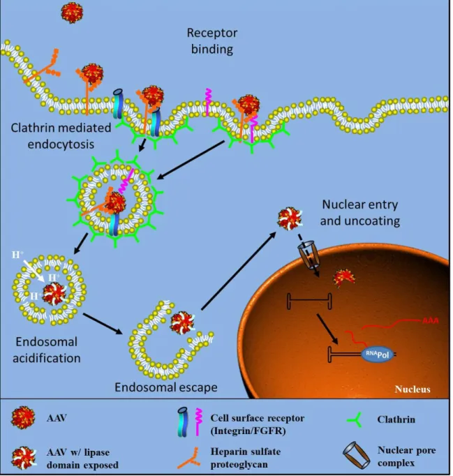 Figure I-5. AAV trafficking scheme. Binding and internalization: AAV virions attaches to  the cell surface  and then  are  internalized through endocytosis
