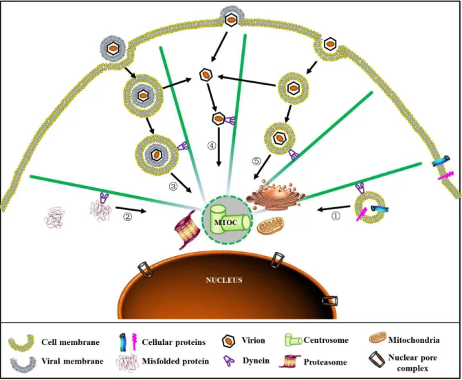 Figure  I-6.  MT  mediated  trafficking  of  cellular  factors  and  viruses.  Cellular  materials  like  vesicles  (route-1),  proteins,  and  misfolded  proteins  (route-2)  are  transported  on  MTs