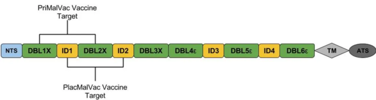 Figure  2.2: Schematic  representation  of the var2csa  gene.  VAR2CSA  consists  of  an N-terminal  segment  (NTS), six  Duffy  Binding  Like  Domains  (DBL),  four  cysteine-rich  interdomain  regions  (ID),  a transmembrane  domain  (TM),  and an intra-