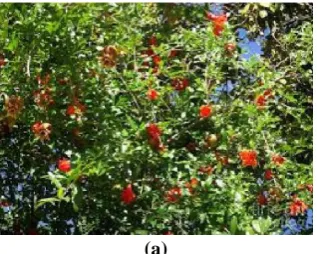 Fig 1. Detection of Pomegranate based on HIS color (b) thresholding with CHT (a) Original image (b) Detected by HIS and CHT  
