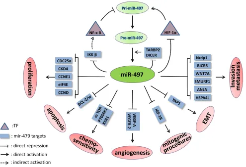 figure 1: the signaling pathways and feedback loops in which mir-497 is involved. The feedback loops of miR-497-HIF-1α-miR-497, mir-497-IKKβ-IκBs-NF-κB-miR-497 and miR-497-TARBP2/DICER-miR-497 are shown.