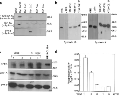 Figure 1Syntaxin 1A is expressed in epithelial cells that normally express CFTR. (