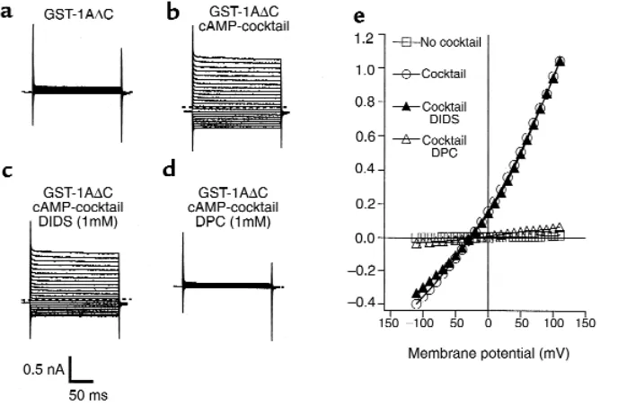 Figure 5Pharmacology and I–V behavior of ClBasal ClCurrent-voltage relationships for –currents in tracheal epithelial cellspotentiated by GST-syn 1A∆C