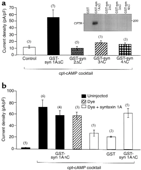Figure 6Mouse CFTR Cl