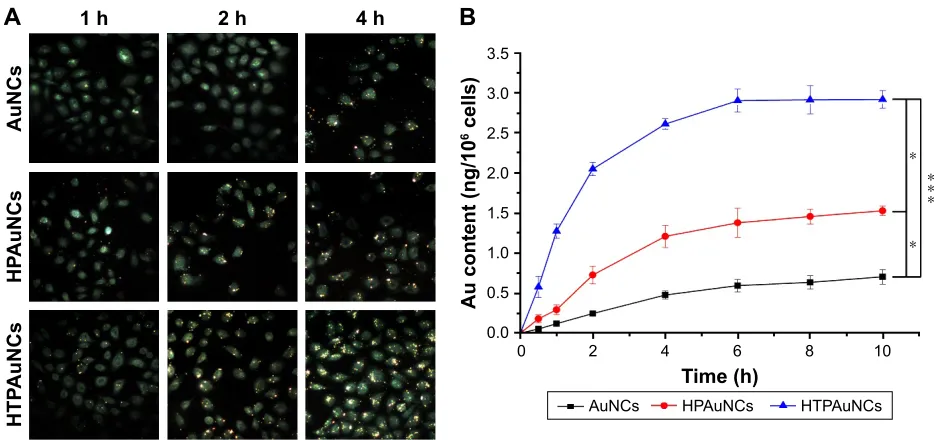 Figure 4 cellular uptake of auNcs, hPauNcs, and hTPauNcs in Bel-7402 cells.Notes: (A) Fluorescence microscopy images of Bel-7402 cells incubated with auNcs, hPauNcs, or hTPauNcs for different times (1, 2, and 4 h) (400×)