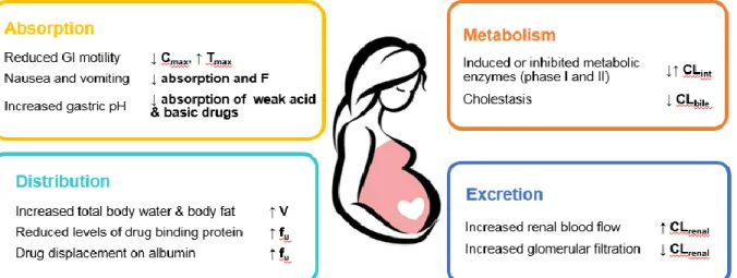 Figure 1. Physiological and Potential Pharmacokinetic Alterations during Pregnancy. 