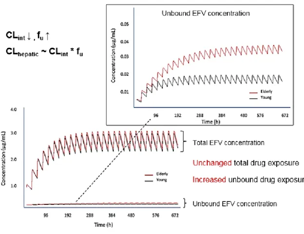 Figure 4. Simulation of Total and Unbound Efavirenz Concentrations in Young and Older  Adults