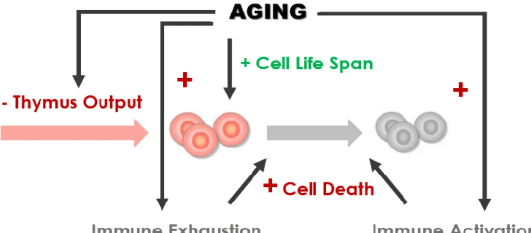 Figure 6. The Hypothetical Effects of Aging on CD4+ T-Cell Turnover. 