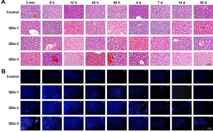 Figure S1 cd2+ accumulation analysis in mice administered with QDs from 3 min to 40 days.Notes: (A) IcP-Ms analysis of cd2+ concentration in main organs of mice administered with QDs-1; (B) cd2+ concentration in main organs of mice administered with QDs-2;