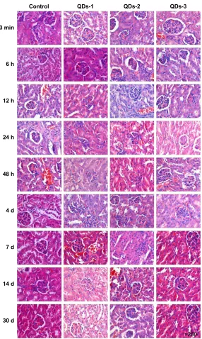 Figure S3 Kidney damage analysis in vivo.Notes: histology of kidney from mice administered with QDs at different time points, from 3 min to 30 days
