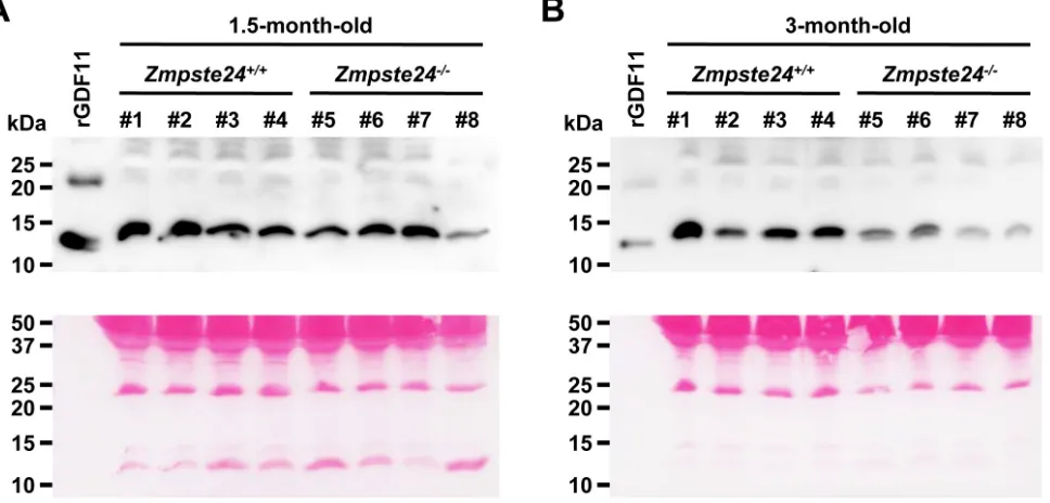 Figure 1: Progeroid Zmpste24the same individuals at the two time points. 2 ng of rGDF11 were loaded as a positive control