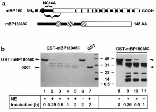 Figure 8In vitro degradation of mBP180ABC by neutrophil elastase. (