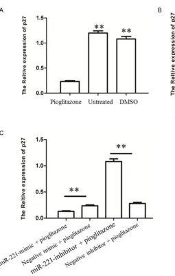 Figure 4. miR-221 mediated by piogli-tazone declines the expression of p27. A. The mRNA level of p27 in untreated, DMSO-treated and pioglitazone-treat-ed group