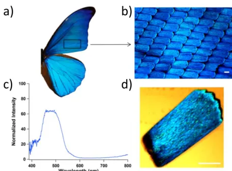 Figure 1.4 Images of Morpho rhetenor butterfly show the various structures found on its wings