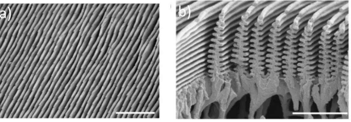 Figure 1.5 Scanning electron micrographs of Morpho rhetenor scales. (a) Quasi-parallel rows  with varying heights and periods