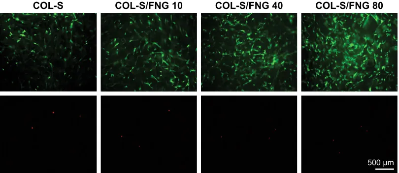 Figure 6 Live/dead fluorescence imaging of MG-63 cells cultured on collagen sponges (COL-S), COL-S/fibrinogen (FNG) 10, COL-S/FNG 40, and COL-S/FNG 80 scaffolds in normal growth media
