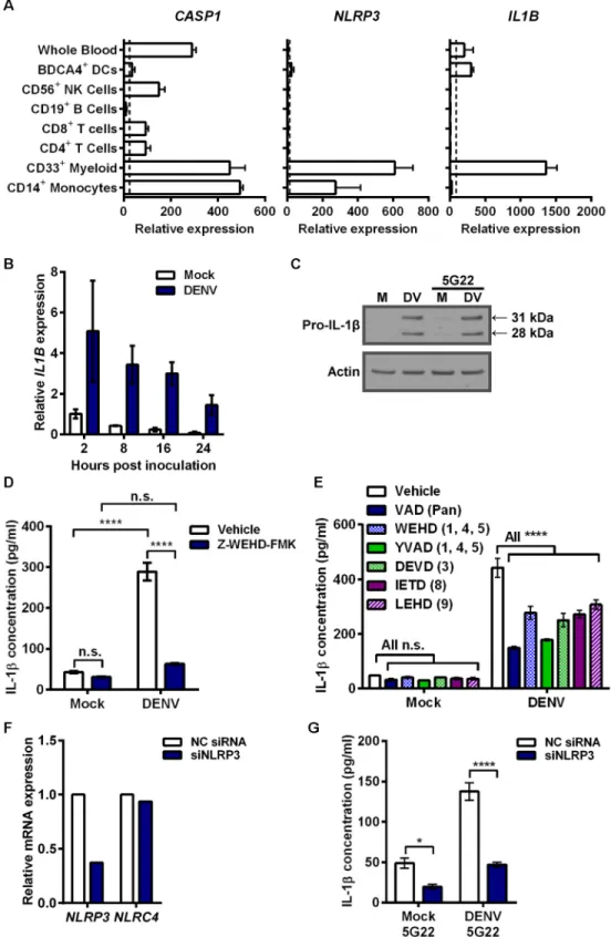 Fig 4. Pro-IL-1 β expression induced by DIV crude supernatant requires caspase activity and NLRP3 activation for secretion