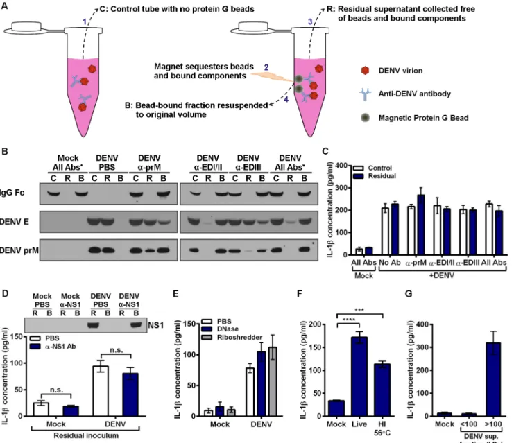 Fig 5. Inflammatory component produced by Vero cells during DENV propagation is responsible for IL-1 β induction