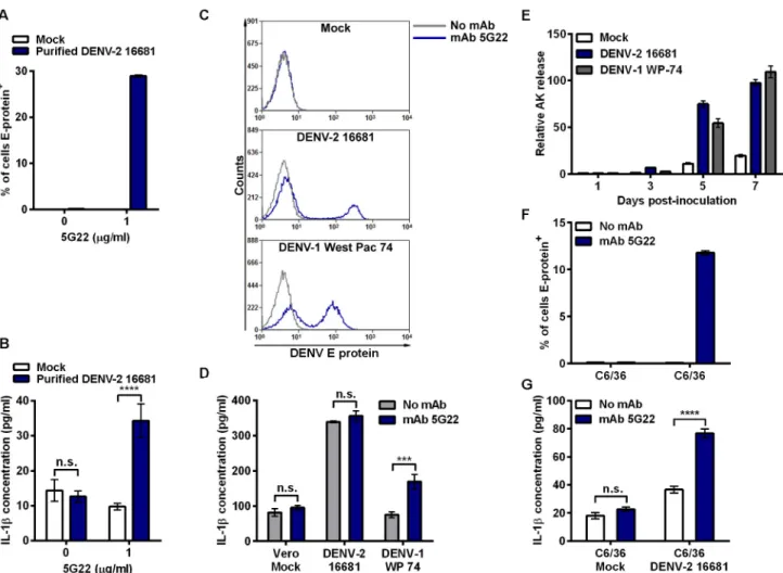 Fig 6. ADE-induced IL-1 β secretion varies by DENV purity, strain, and cell-type used for propagation