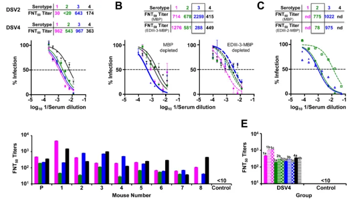 Fig 2. DSV4 elicits tetravalent seroconversion in BALB/c mice. (A) Virus neutralizing activity of anti-DSV4 antiserum (pooled from 6 mice) against WHO reference strains of DENV-1 (magenta), DENV-2 (green), DENV-3 (blue) and DENV-4 (black) as a function of 