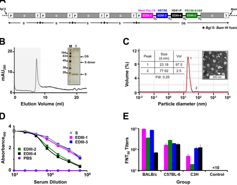 Fig 1. DSV4 assembles into immunogenic VLPs. (A) Schematic representation of DSV4 antigen construct