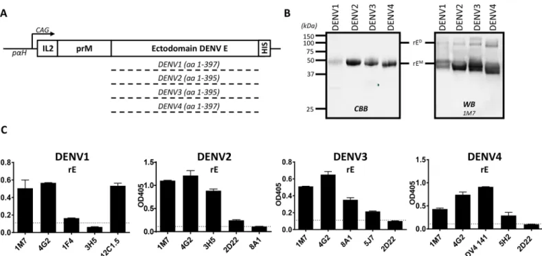 Fig 1. Expression and characterization of DENV1-4 rE. A) Schematic representation of the DENV1-4 rE expression constructs