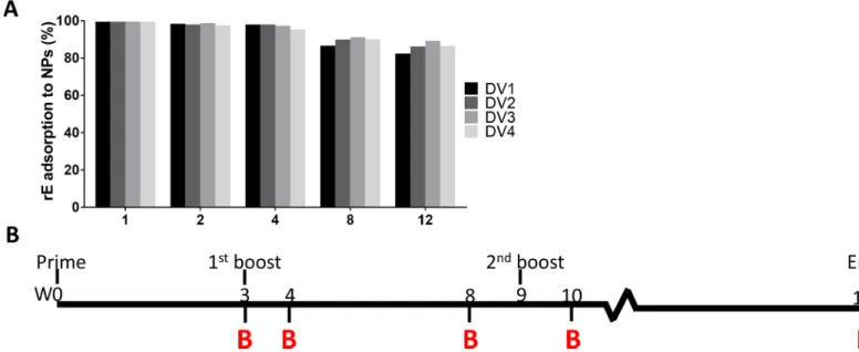 Fig 2. NP-rE adsorption efficiency. A) rE proteins from all serotypes were individually adsorbed to the PLGA nanoparticles in variable srE/NP (w/w%) ratios.