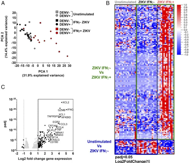 FIGURE 1. Gene expression analysis of ZIKV-specific CD8 + T cells. (A) PCA of unstimulated IFN-g 2 (gray) and ZIKV-stimulated IFN-g 2 (black) and IFN- IFN-g + (red)