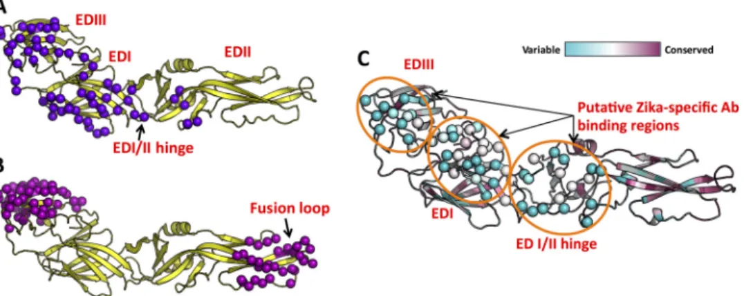 FIG 1 Identiﬁcation of putative virus-speciﬁc antigenic regions on ZIKV E protein. We performed mapping of type-speciﬁc (A) and cross-reactive (B) epitopes on E protein by using experimentally determined antibody complex structures available in the Protein