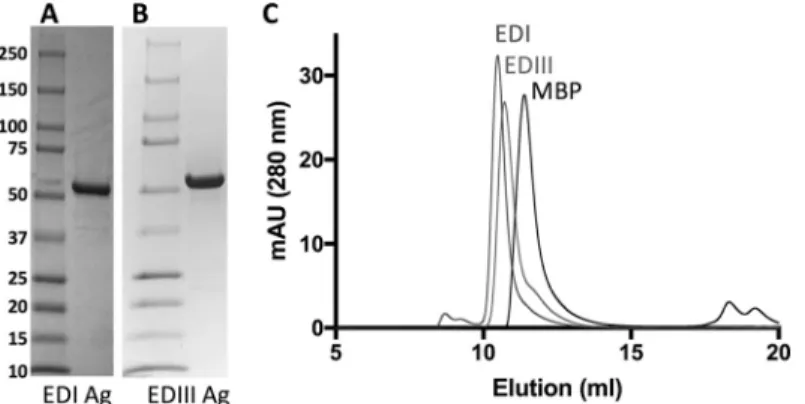 FIG 2 Analysis of puriﬁed recombinant antigens by SDS-PAGE and size exclusion chromatography (SEC).