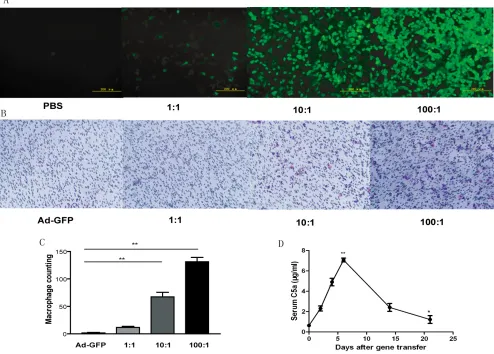 Figure 1: expression of c5a protein in vitrocells after transfection with phosphate buffered saline (PBS) or different multiplicities of infection (MOI) of adenovirus C5a (Ad-C5a) for 24 hr