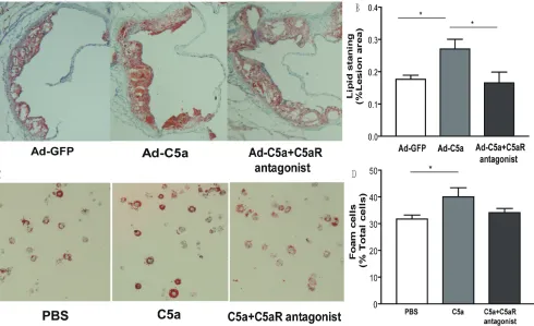 Figure 3A, 3B), but no difference in macrophage content 