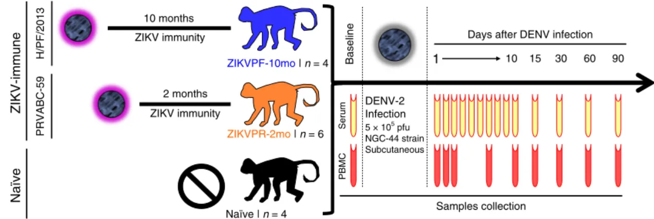 Fig. 1 Experimental design for DENV-2 challenge of ZIKV-immune and naive macaques. Fourteen young adult male rhesus macaques ( Macaca mulatta), matched in age and weight, were divided into three cohorts