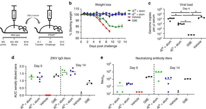 Fig. 4 ZIKV rE D induce protective antibodies in mice. a Wild-type mice were immunized with rE M +alum or rE D +alum