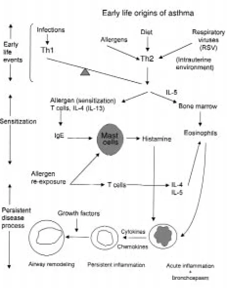 Figure 2The early life origins can be divided into a number of phases. Early life