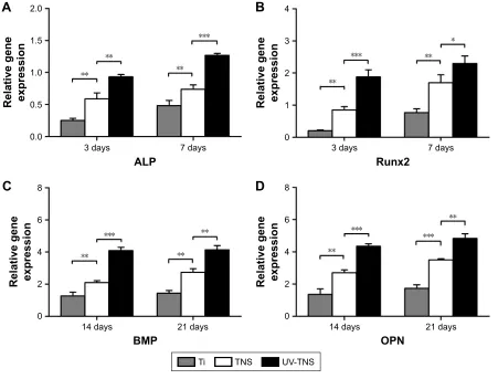 Figure 9 expression of osteogenesis-related genes in cells grown on sample discs.Notes: (A–D) The expression levels of the genes encoding alP and runx2 and OPN and BMP were evaluated in rBMMscs cultivated on Ti, TNs, and UV-TNs discs at 3 and 7 days and 14 and 21 days, respectively, by real-time rT-Pcr analysis (***P,0.001; **P,0.01; *P,0.05).Abbreviations: alP, alkaline phosphatase; rBMMscs, rat bone marrow mesenchymal stem cells; TNs, titanium with nanonetwork structures; UV-TNs, ultraviolet-treated titanium with nanonetwork structures; rT-Pcr, reverse transcriptase polymerase chain reaction; BMP, bone morphogenetic protein; OPN, osteopontin.