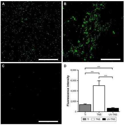 Figure 3 live/dead staining of the bacteria attached to sample discs.solution; scale bar Abbreviations:Notes: (A) Ti, (B) TNs, and (C) UV-TNs discs were incubated with A