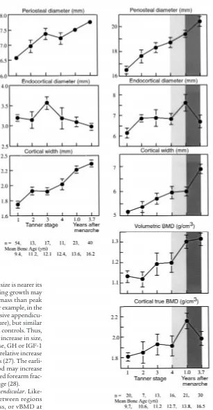 Figure 4Midshaft metacarpal and femoral dimensions andfemoral midshaft vBMD and cortical true BMD asa function of pubertal status.