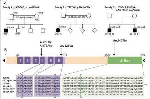 Figure 1 Pedigrees ofconsanguinity with parents being first degree cousins. Family #3 shows two affected siblings.Met240Thr variant is located in the U-box domain of CHIP, whereas the p.Leu123Val, p.Ala79Thr and Ala79Asp variants are located in the STUB1 i