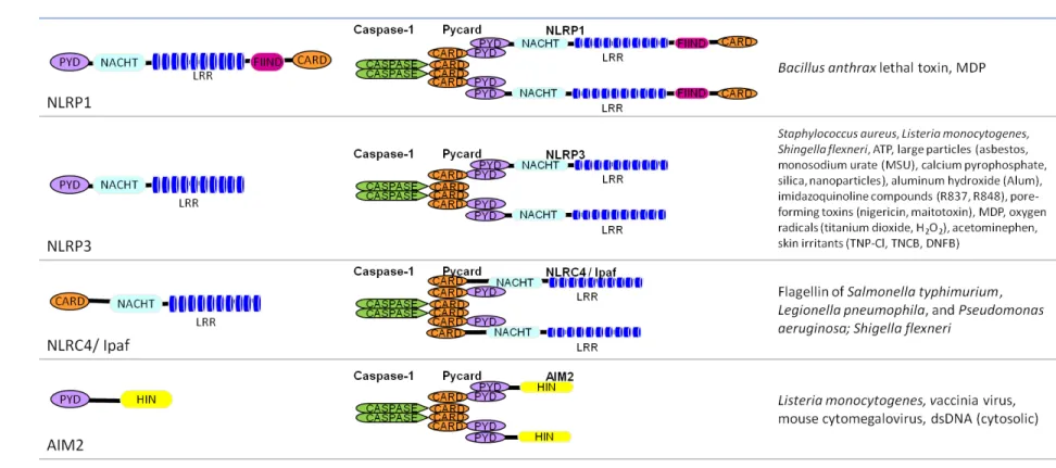 Table 1.1 Inflammasome complexes. 